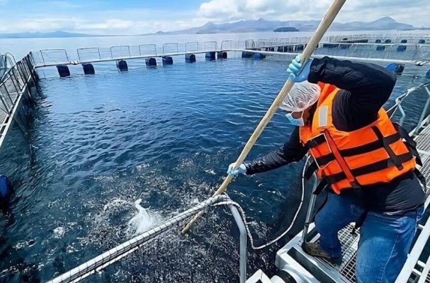  Día Mundial de la Acuicultura: 4 aportes para garantizar la seguridad alimentaria y el desarrollo económico global