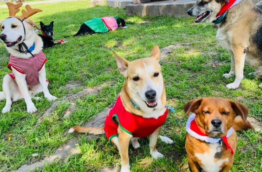  Navidad peluda: más de seis mil mascotas serán rescatadas de las calles gracias a este evento animalista