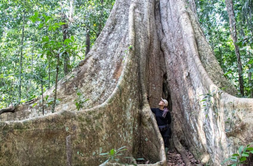   Regala un gran árbol amazónico esta Navidad