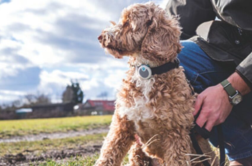  Tu amigo fiel: ¿Qué debes considerar para la adopción de un perro?