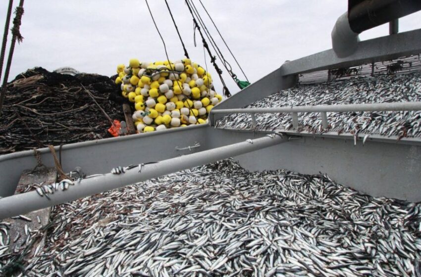  PRODUCE: PBI del sector Pesca creció 24.9% durante el 2024 por el impulso de la anchoveta