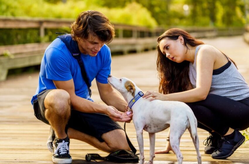  Temporada de verano: ¿Cómo identificar y tratar el golpe de calor en perros y gatos?