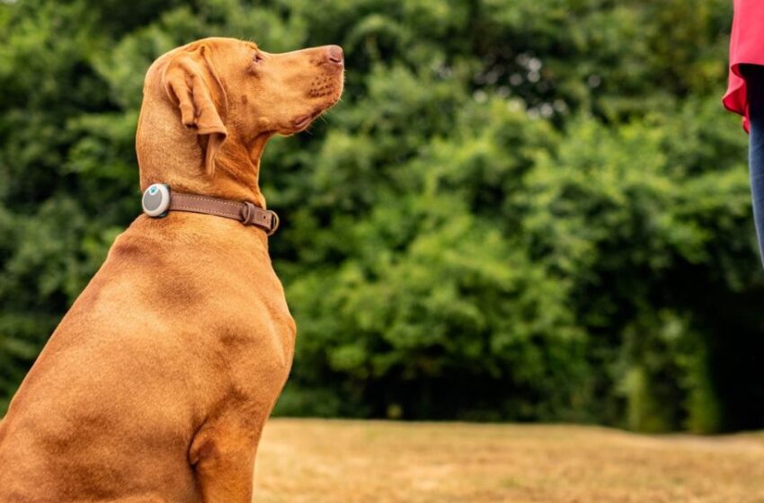  Claves esenciales para cuidar la salud de tu perro en la playa