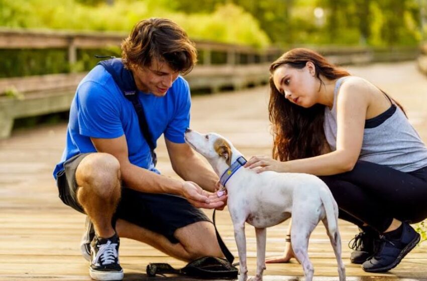  Temporada de verano: ¿Cómo identificar y tratar el golpe de calor en perros y gatos?