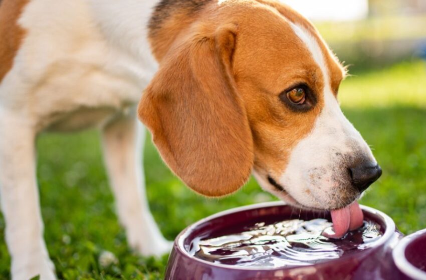  ¿Cómo cuidar a tu mascota en verano? entérate aquí