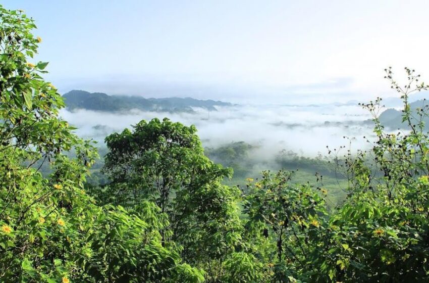  Día de la Amazonía Peruana: conoce 4 bioactivos que ayudan al cuidado de la piel