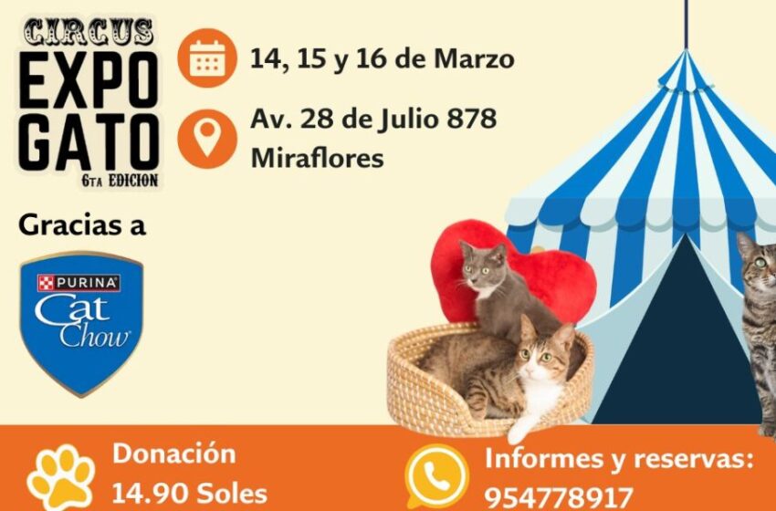  El Catio de Cat Chow y Misicha te invita a encontrar tu próximo amigo felino en el Expogato 2025