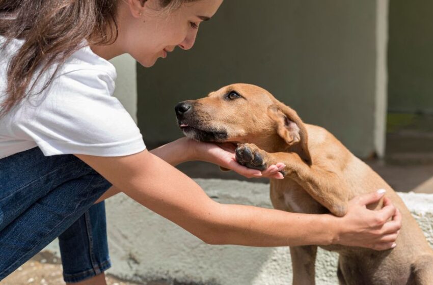  Adopción responsable: ¿Qué es lo que debes tener en cuenta antes de tener una mascota?