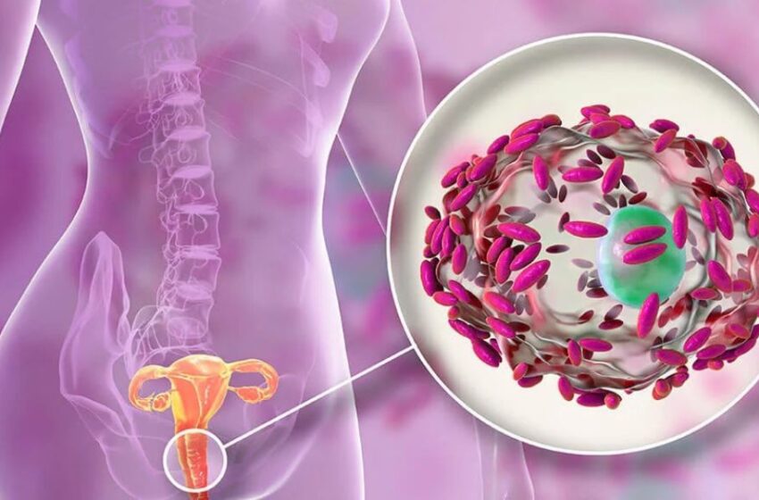  Día Mundial de la Prevención del Cáncer de Cuello Uterino: ¿Qué son  los lactobacillus y cómo contribuyen en la salud femenina?